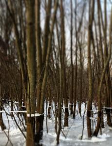 Jennifer Ablard_Trees in Winter